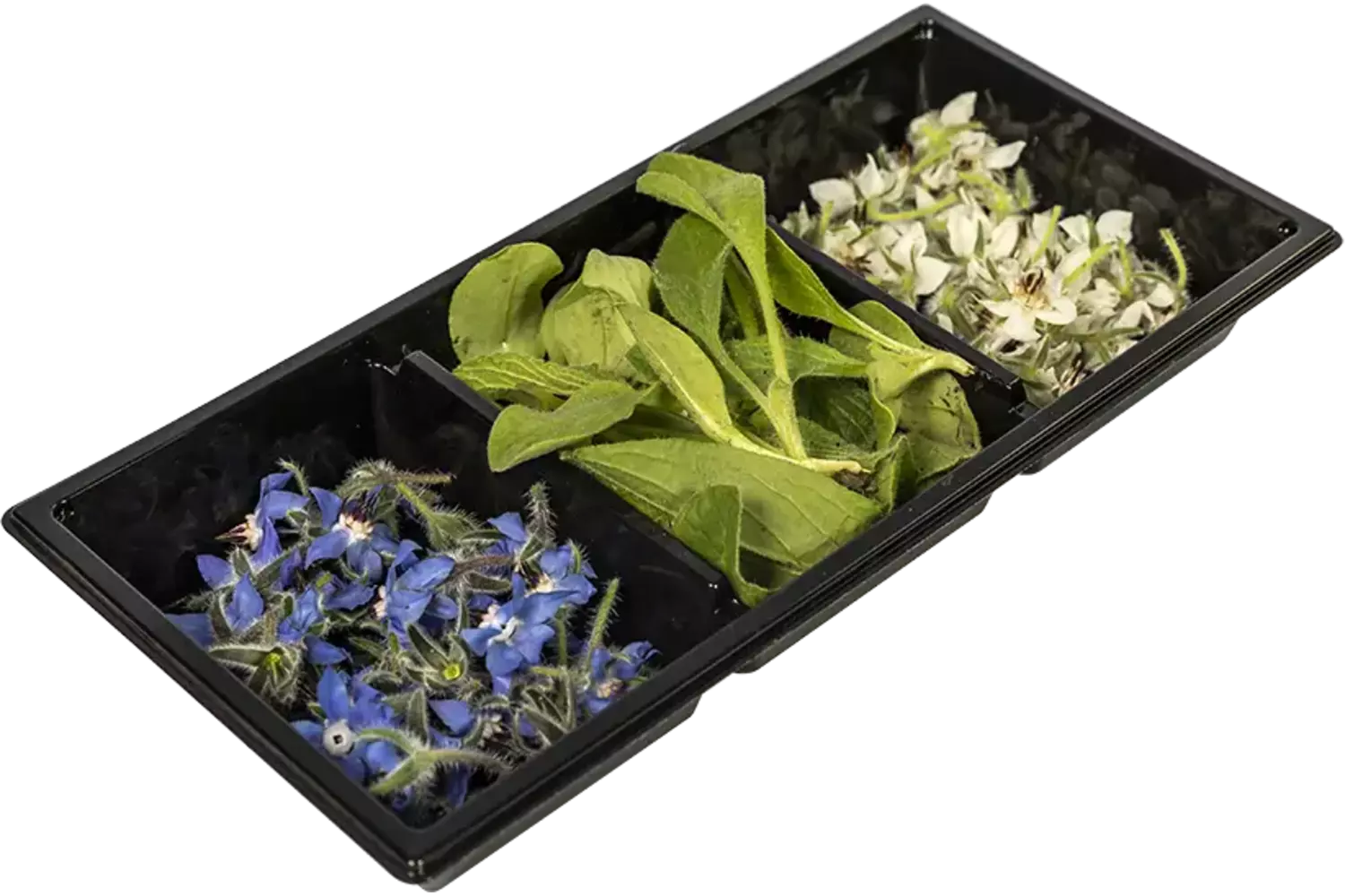 Borage flower trio 60pc piece