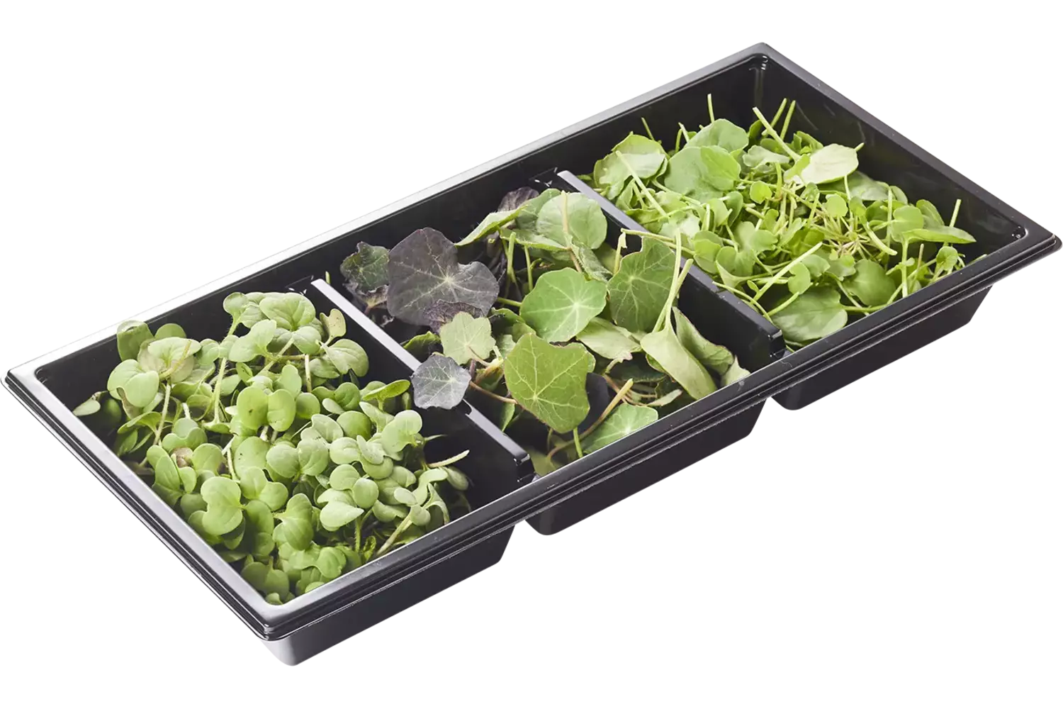 Pittige cress trio 45gr stuk