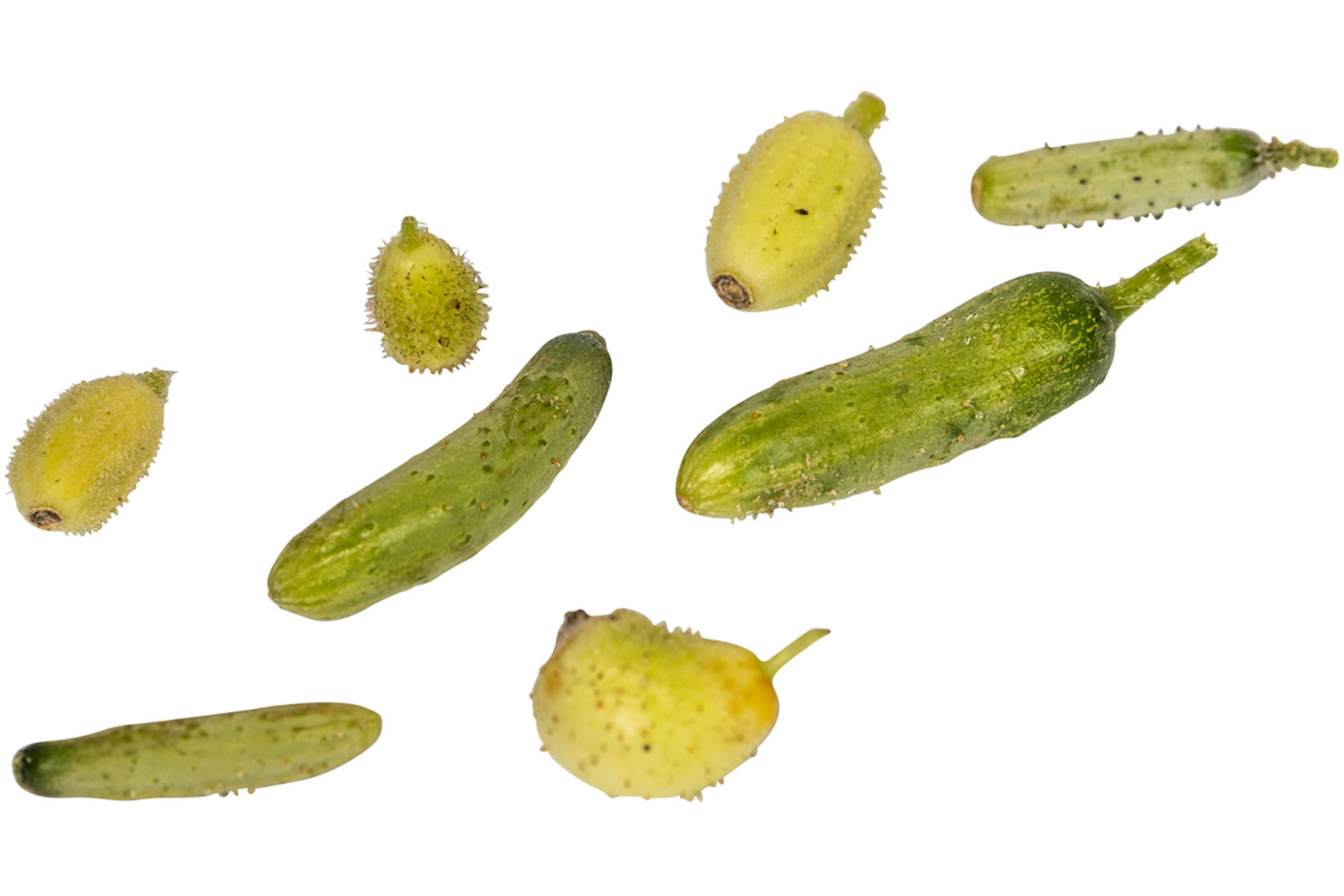 Micro komkommer 10st stuk 1