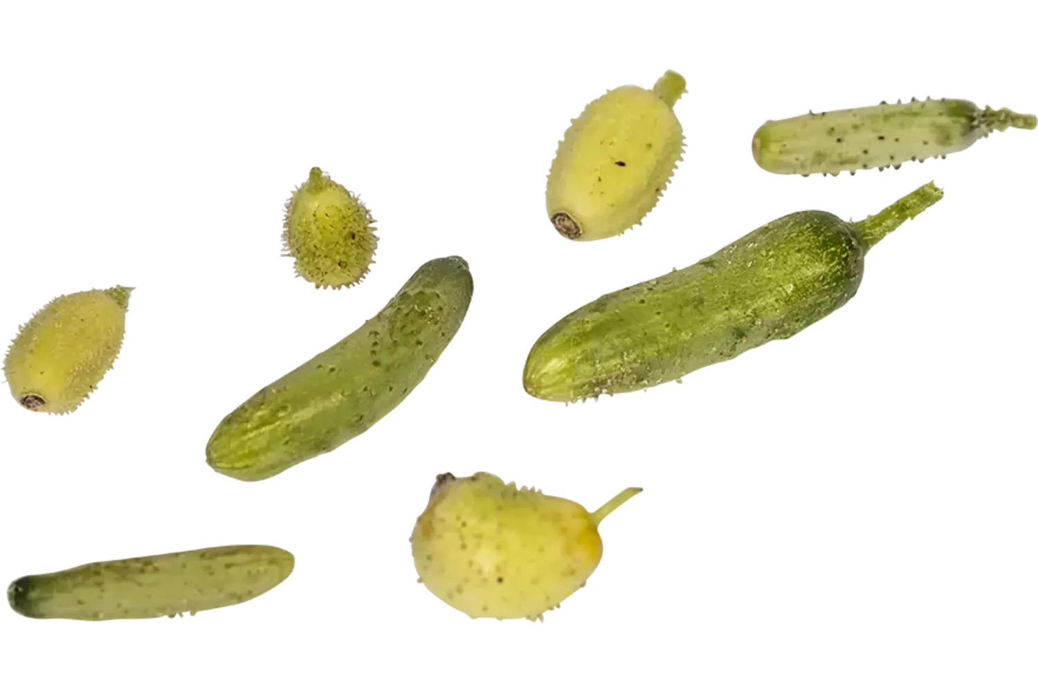Micro cucumber 10pc piece