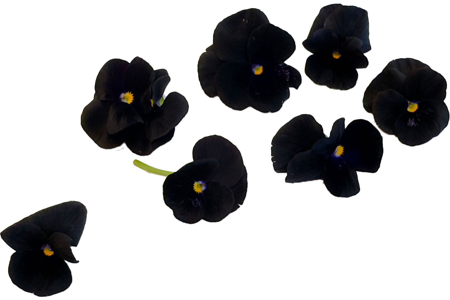 Fleur comestible violettes noires 22pc pièce 1