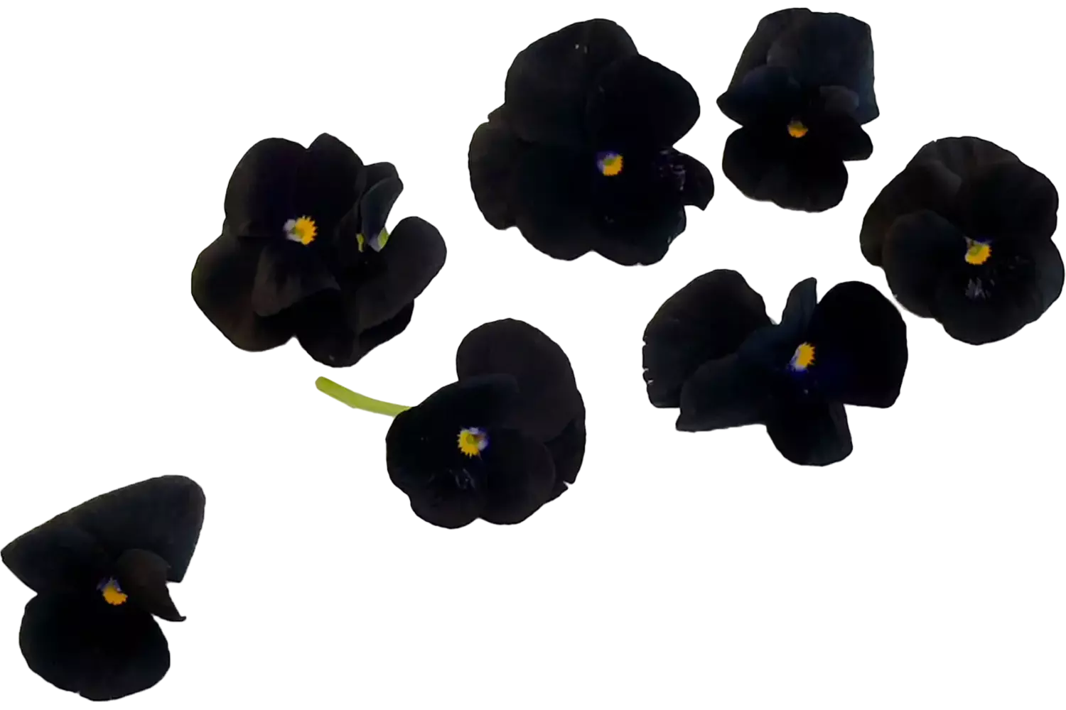 Eetbare bloem Viooltjes zwart 22st. stuk