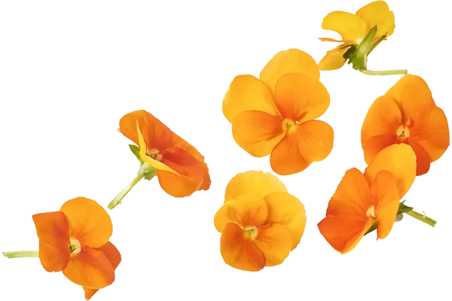 Eetbare bloem Viooltjes oranje 22st. stuk