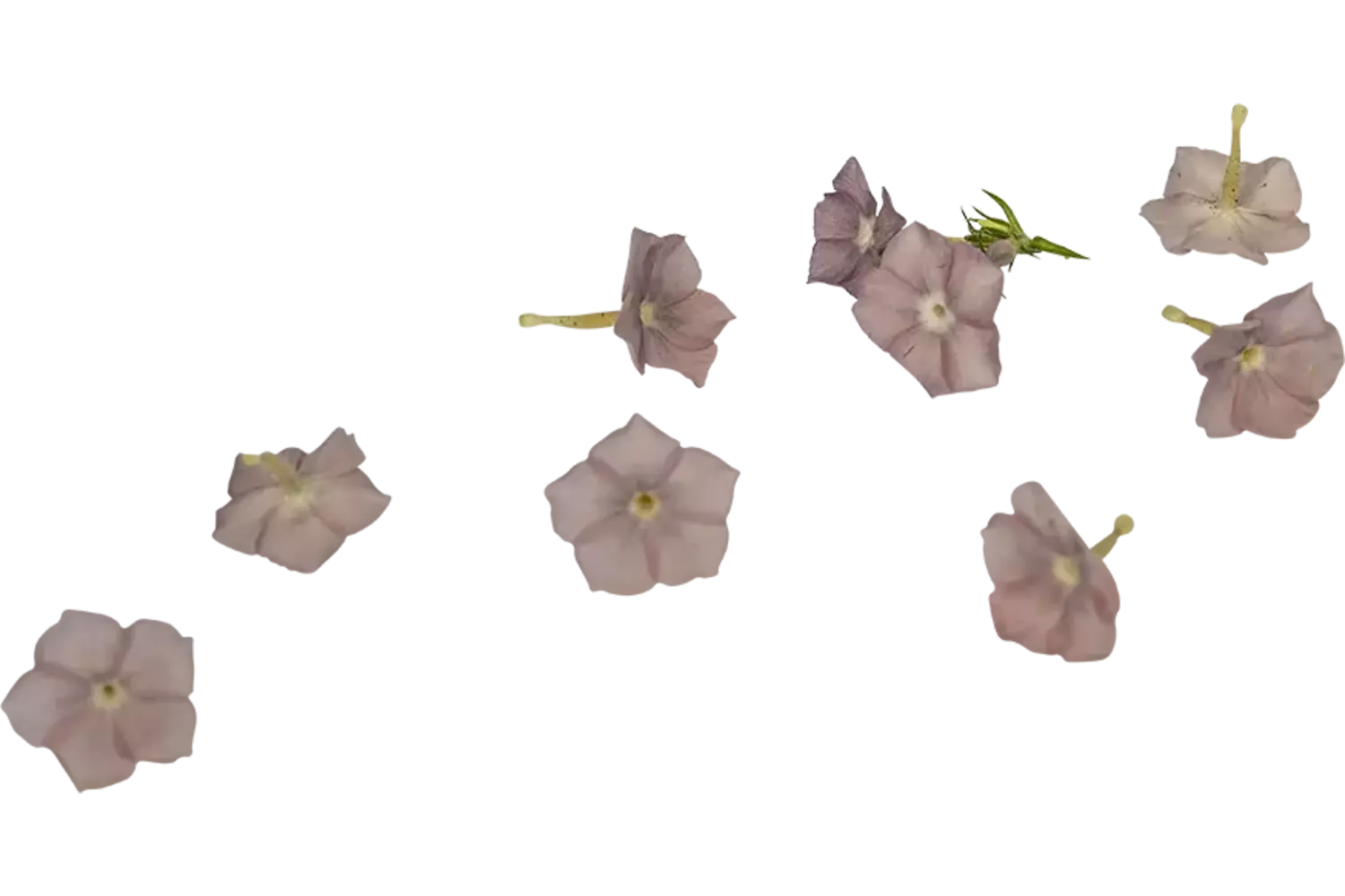 Eetbare bloem Flox mix 35st.