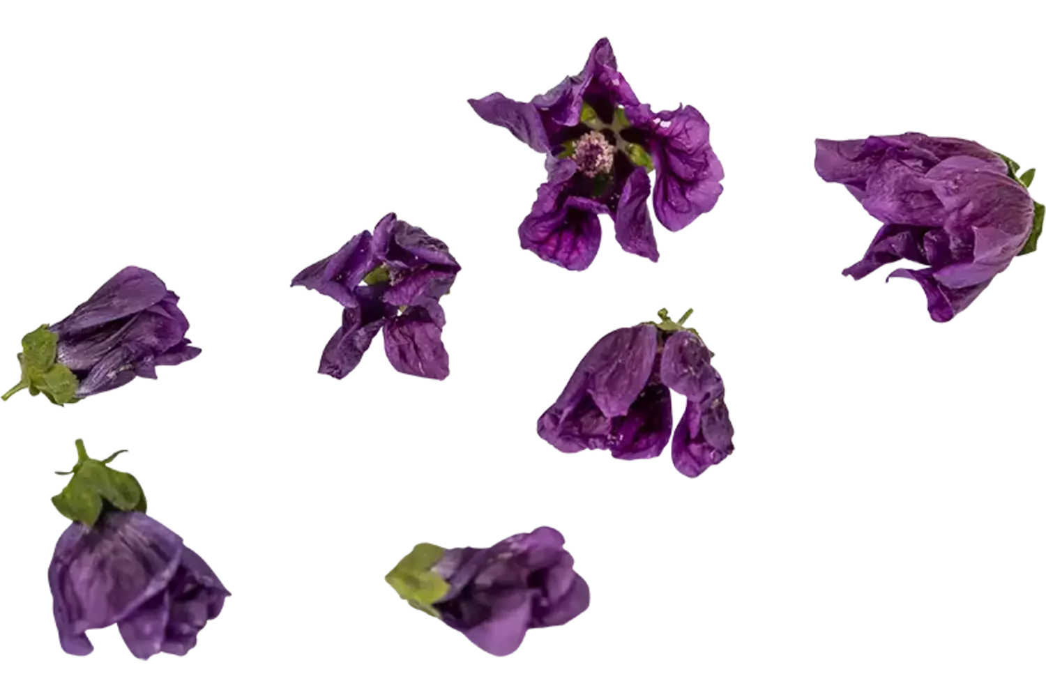 Fleur comestible Mauve musquée 15pc pièce