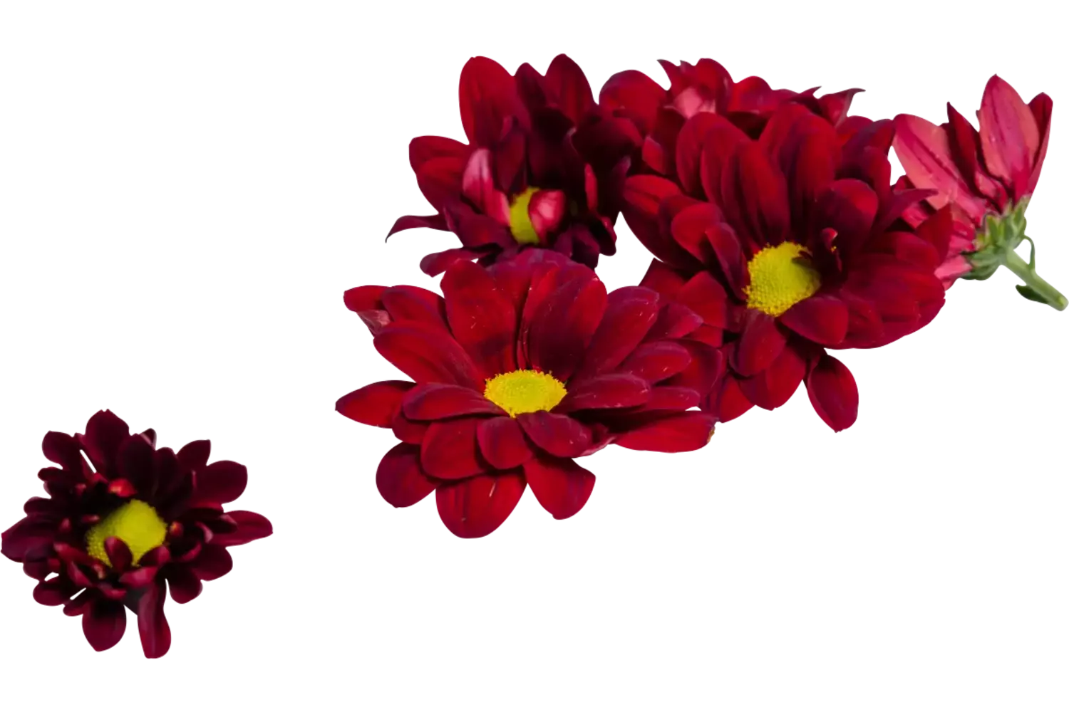 Eetbare bloem Rode bloem 20st. stuk