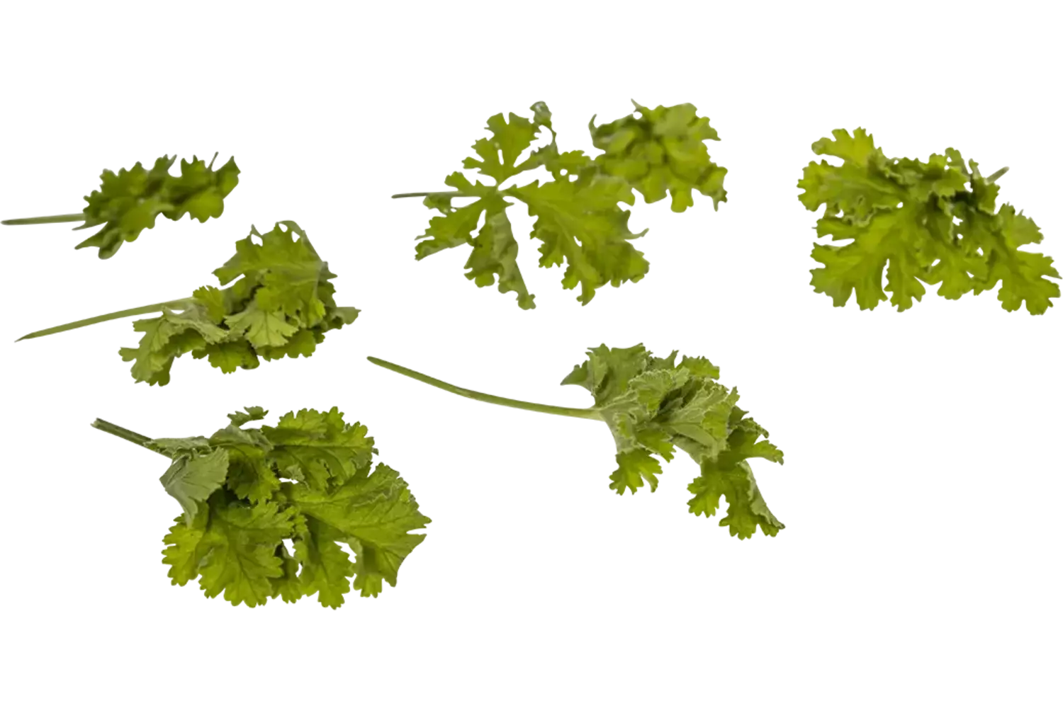 Feuilles de géranium Noisette 25g pièce