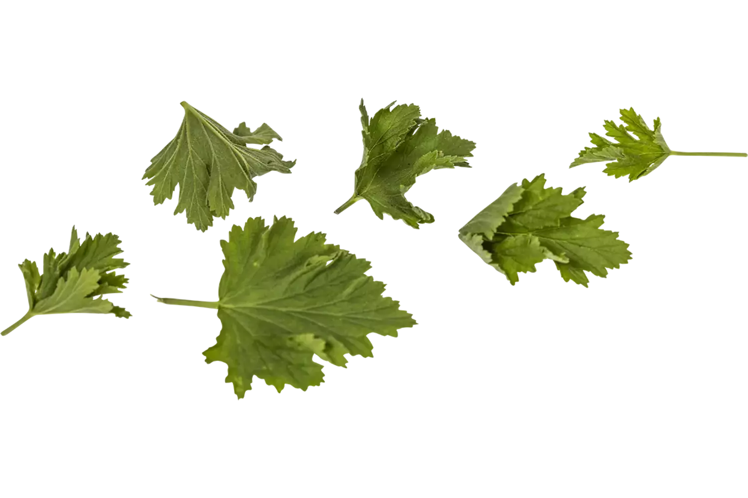 Geranium blaadjes limoen 40st. stuk