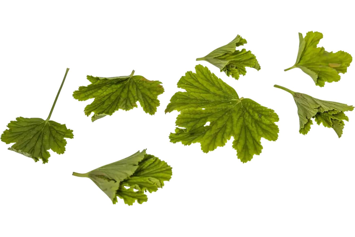 Geranium blaadjes sinaasappel 40st. stuk