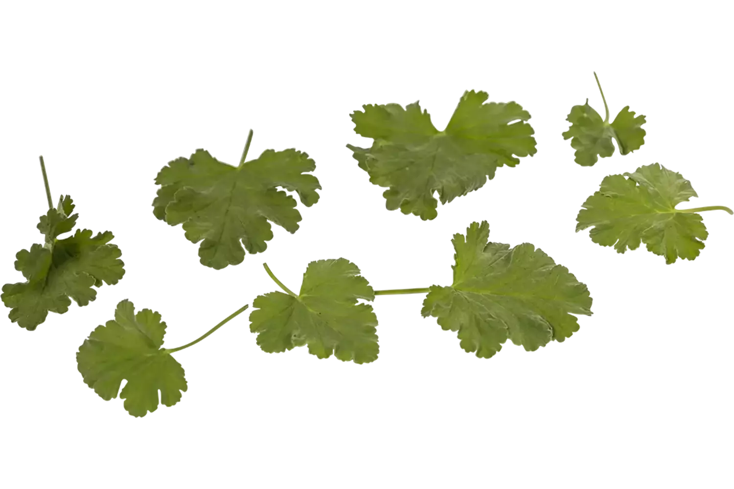 Geranium blaadjes appel 40st.