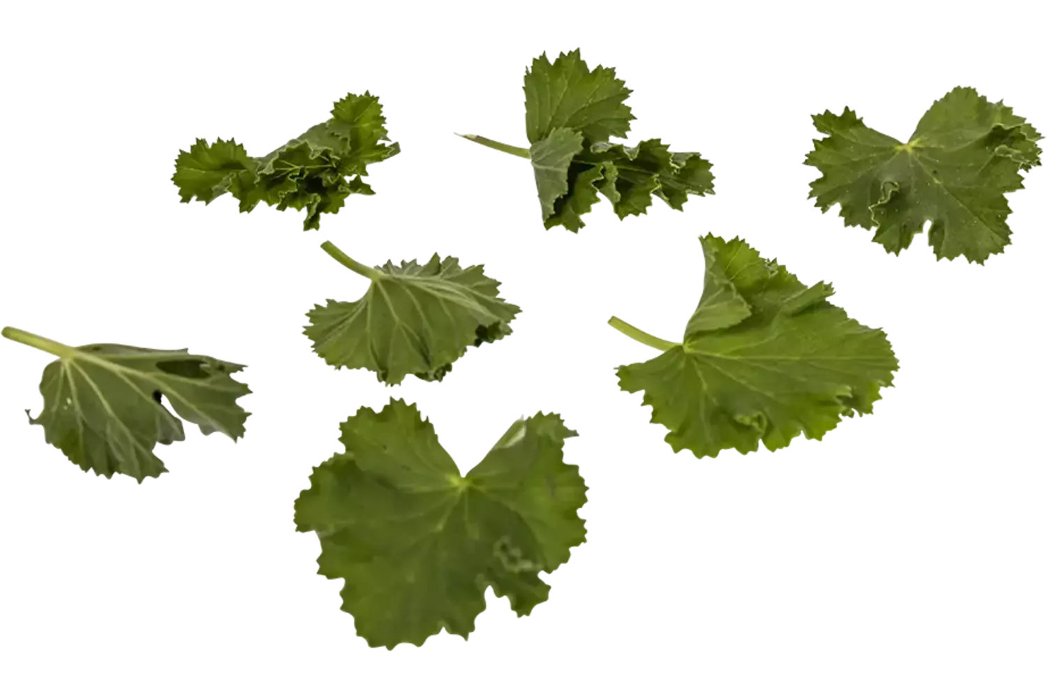 Geranium blaadjes cola 40st.