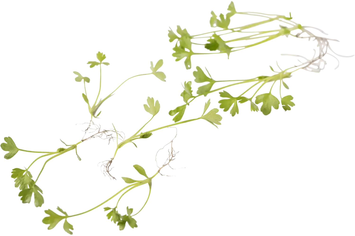 Pousse de céleri avec racine 15g pièce