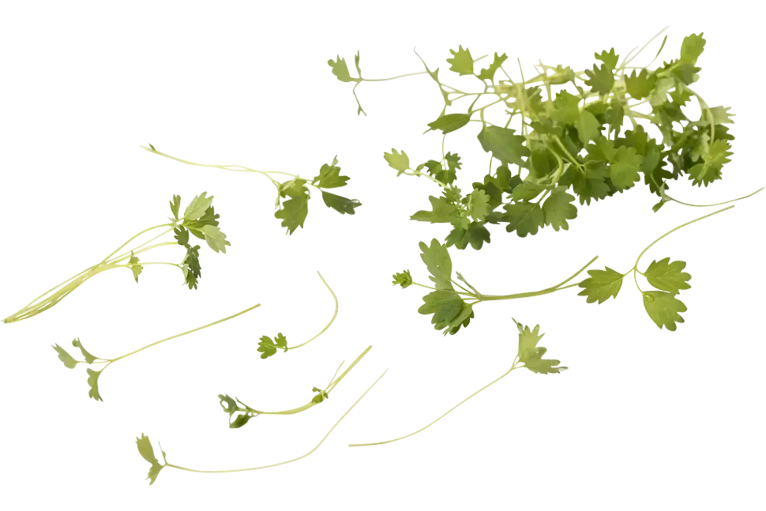 Pousse de pimpernel 20g pièce