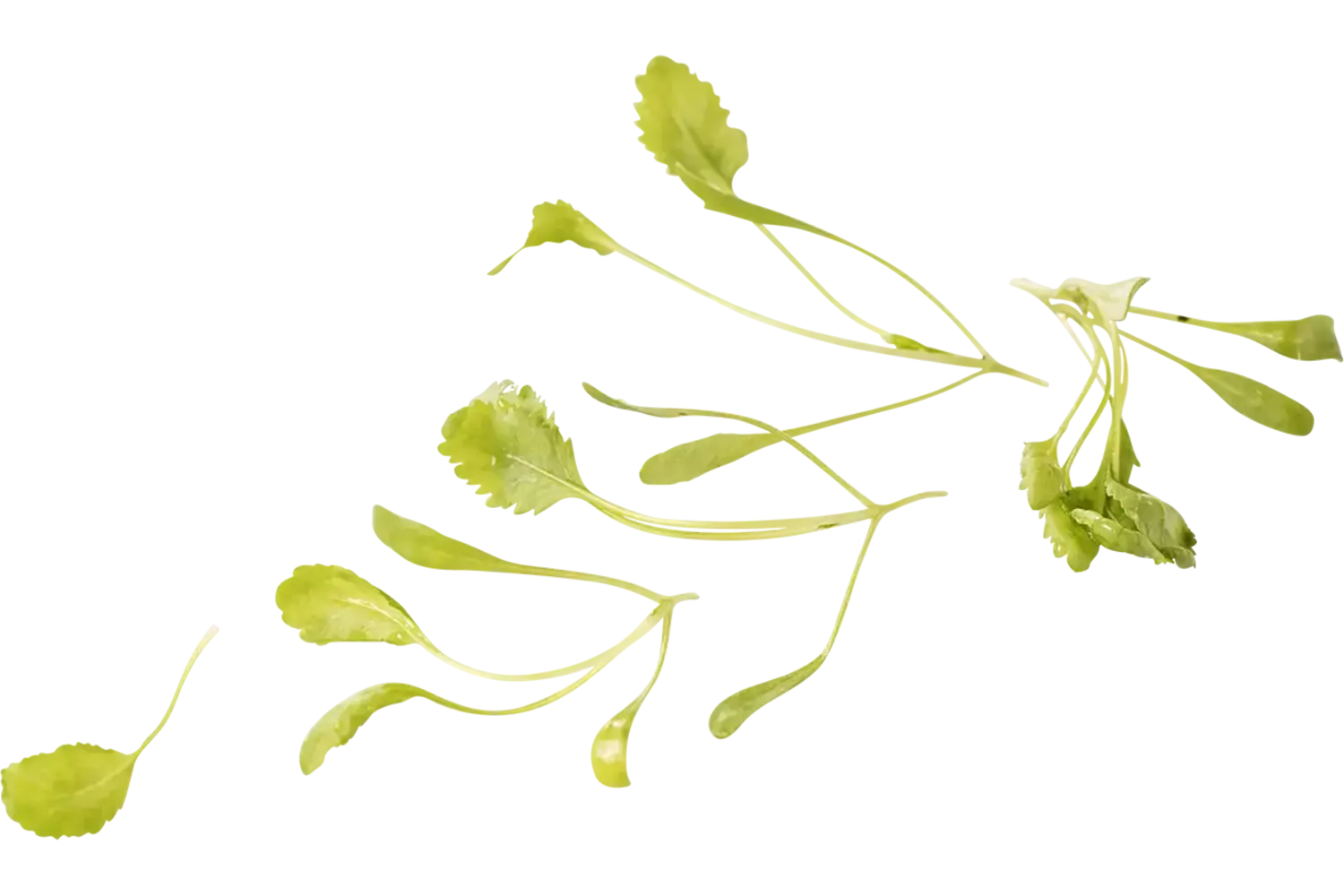 Cresson du jardin grande feuille 30g pièce