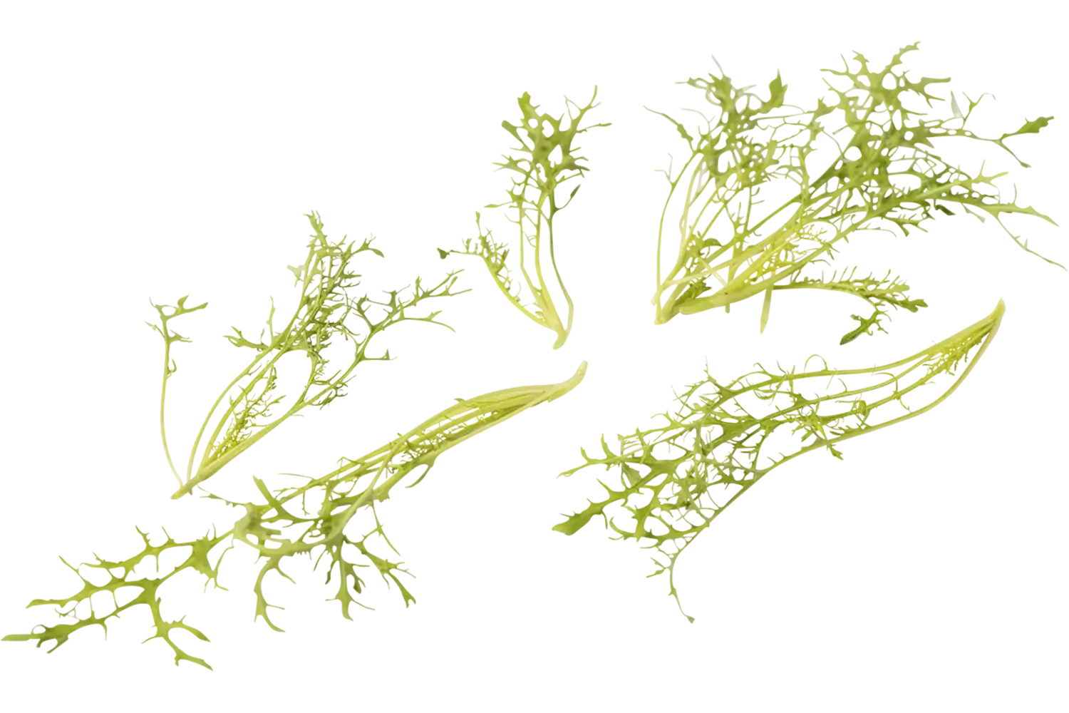 Mosterd frilly groen 20gr. stuk
