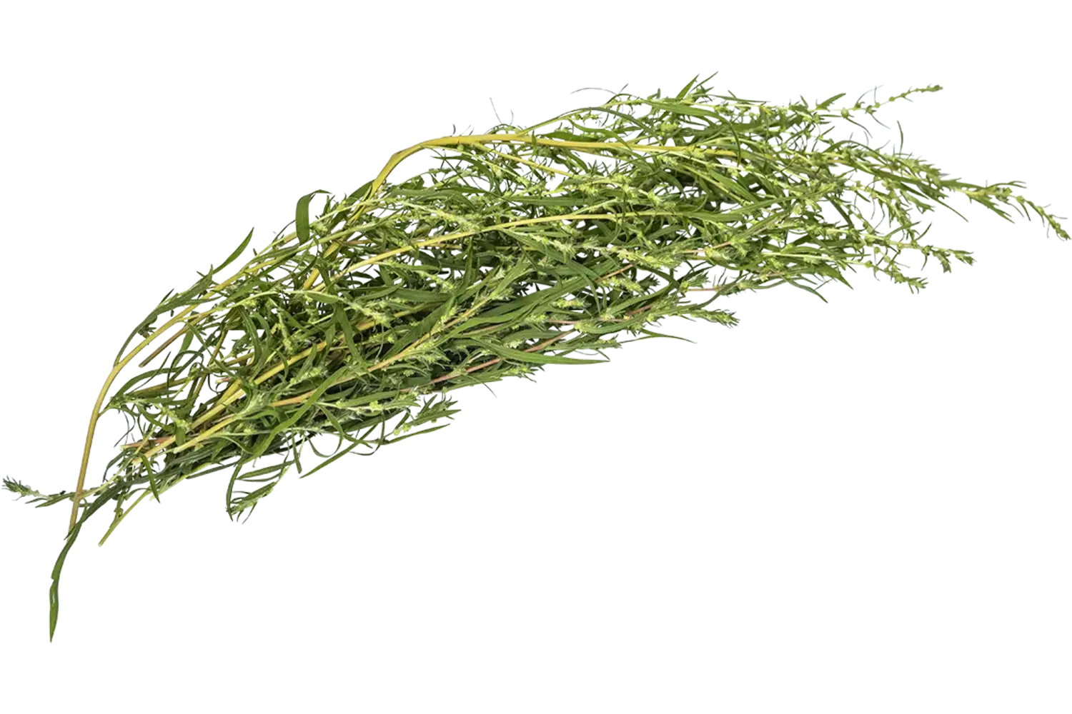 Piment d'eau 25g pièce