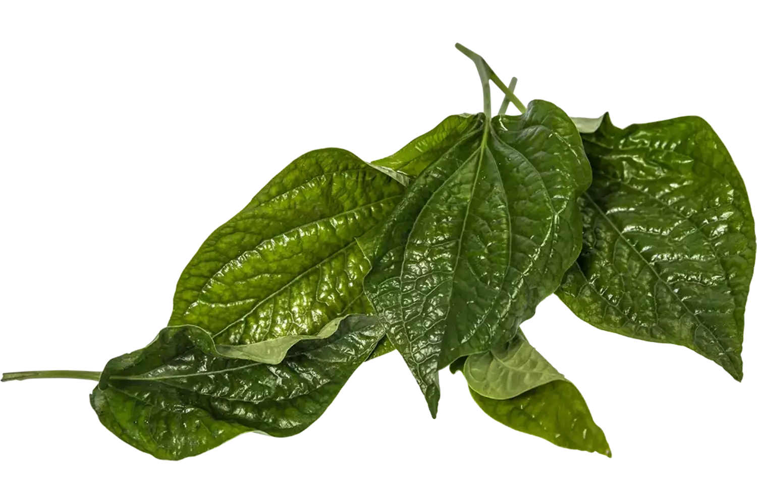 Betelpeper blad 25gr.