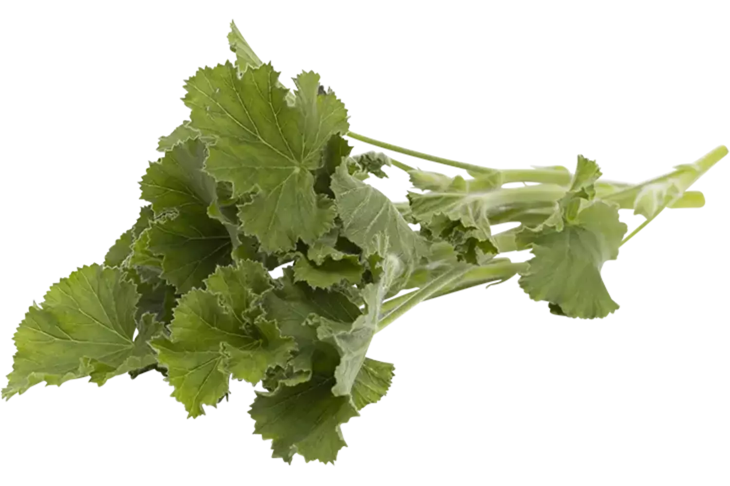 Geranium blaadjes citroen 25gr. stuk