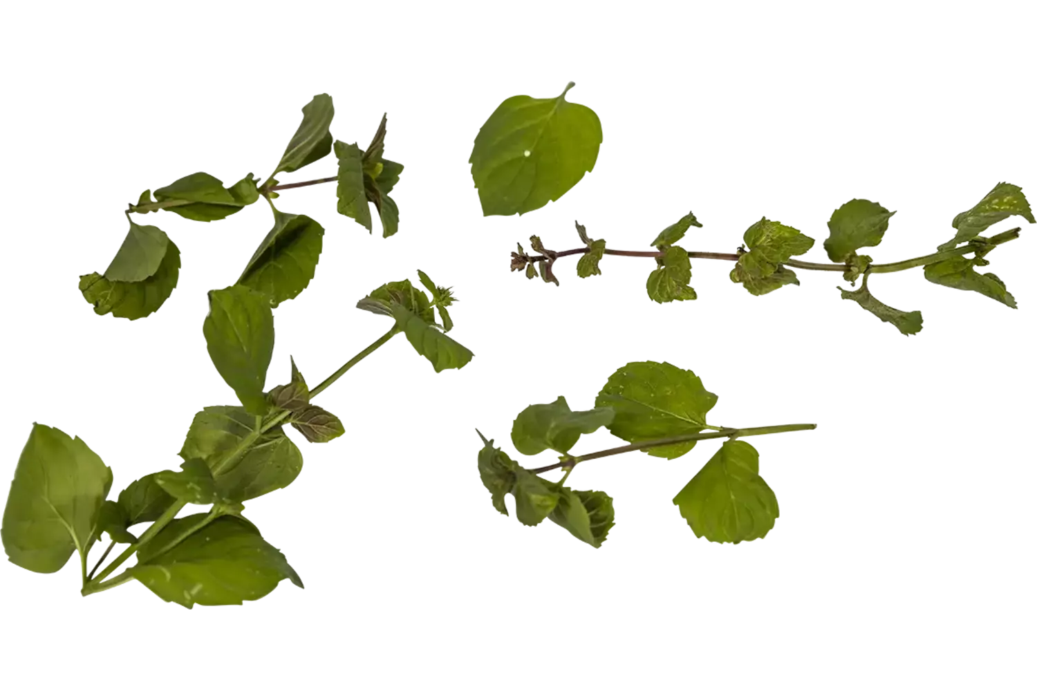 Sinaasappelmunt 20gr. stuk