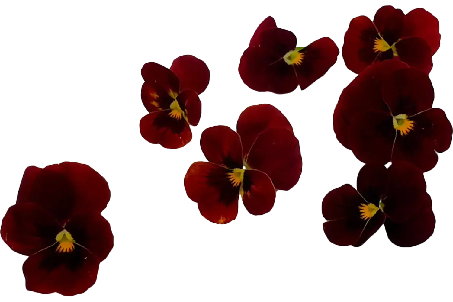 Eetbare bloem viooltjes rood 22st stuk