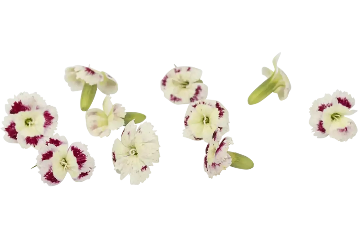 Eetbare bloem anjer wit-roze 25st stuk
