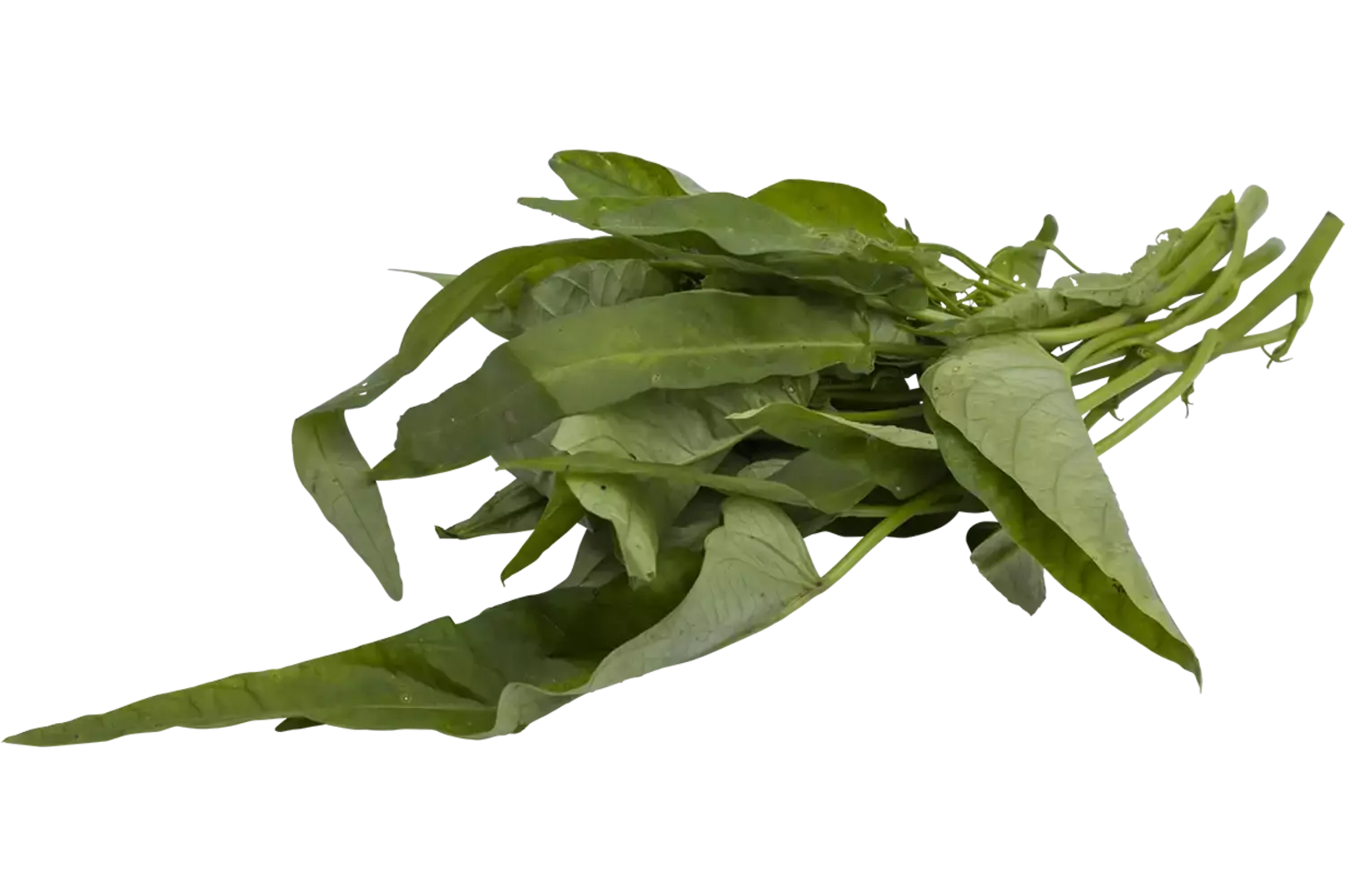 Waterspinazie 250gr