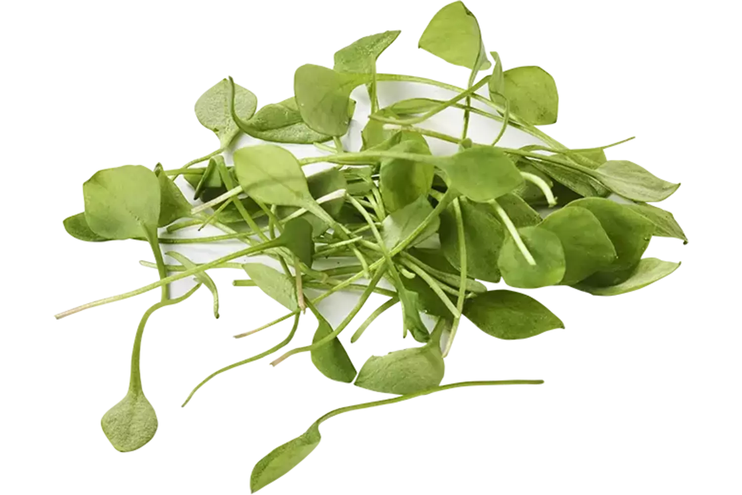 Winterpostelein cress verpakt 200gr stuk