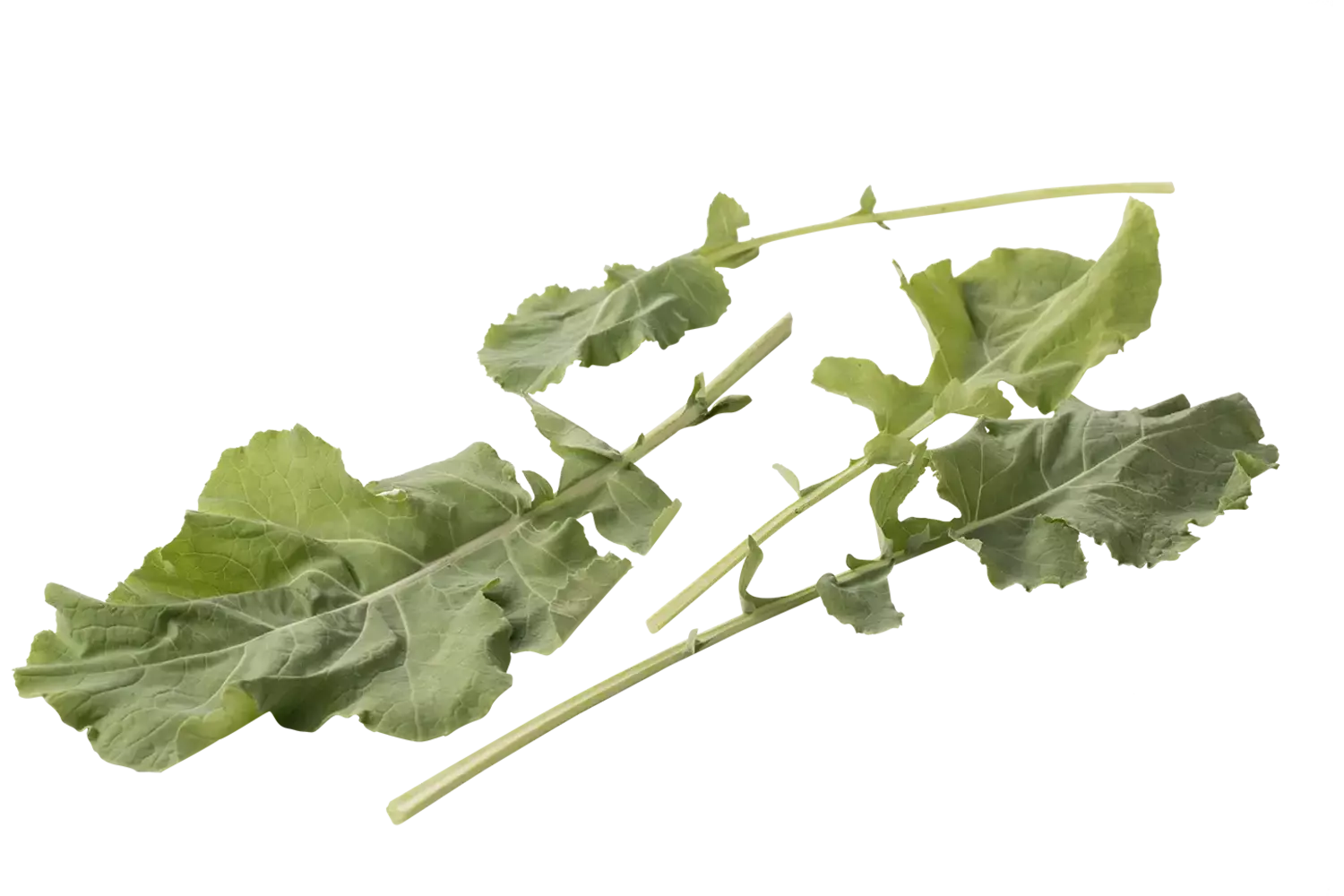 Chou fourrager vert 250g pièce