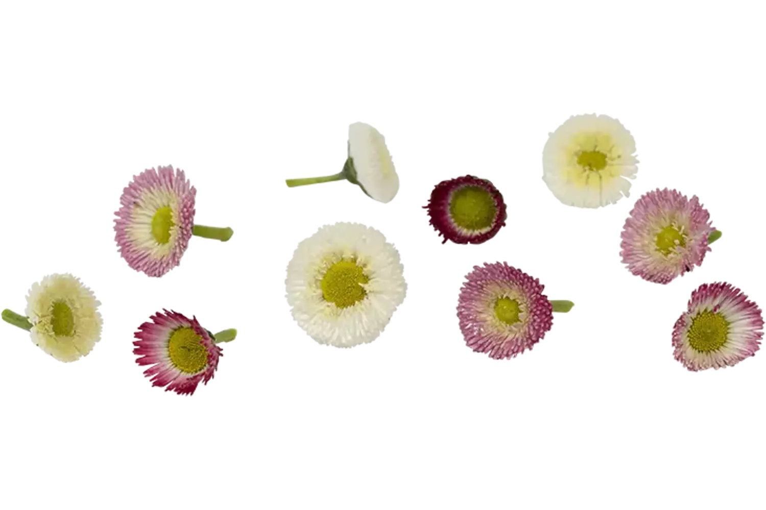 Eetbare bloemen Bellis 25st