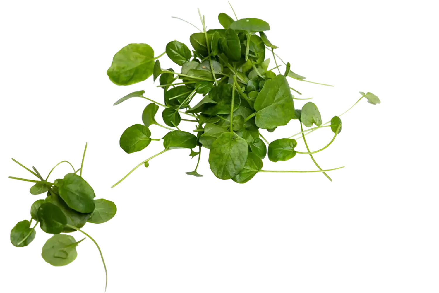 Barberakruid cress 35st.