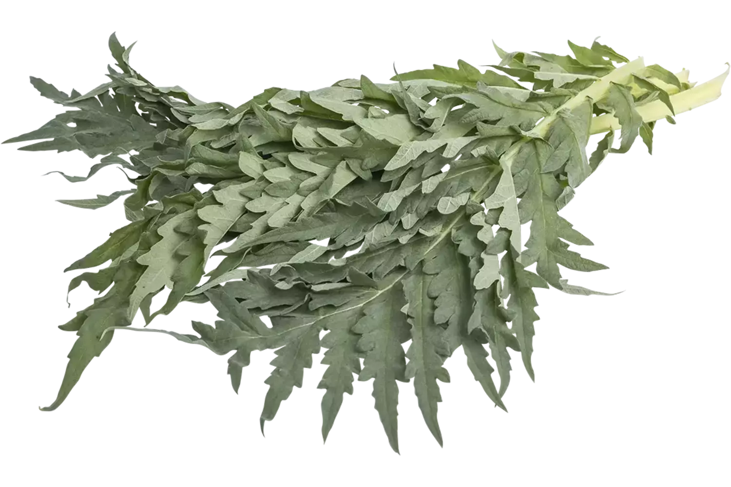 Kardoen verpakt 1kg