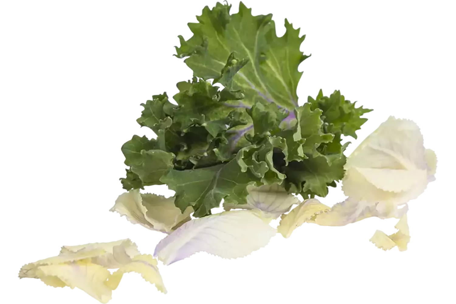 Sierkool blaadjes mix +-- 25st stuk