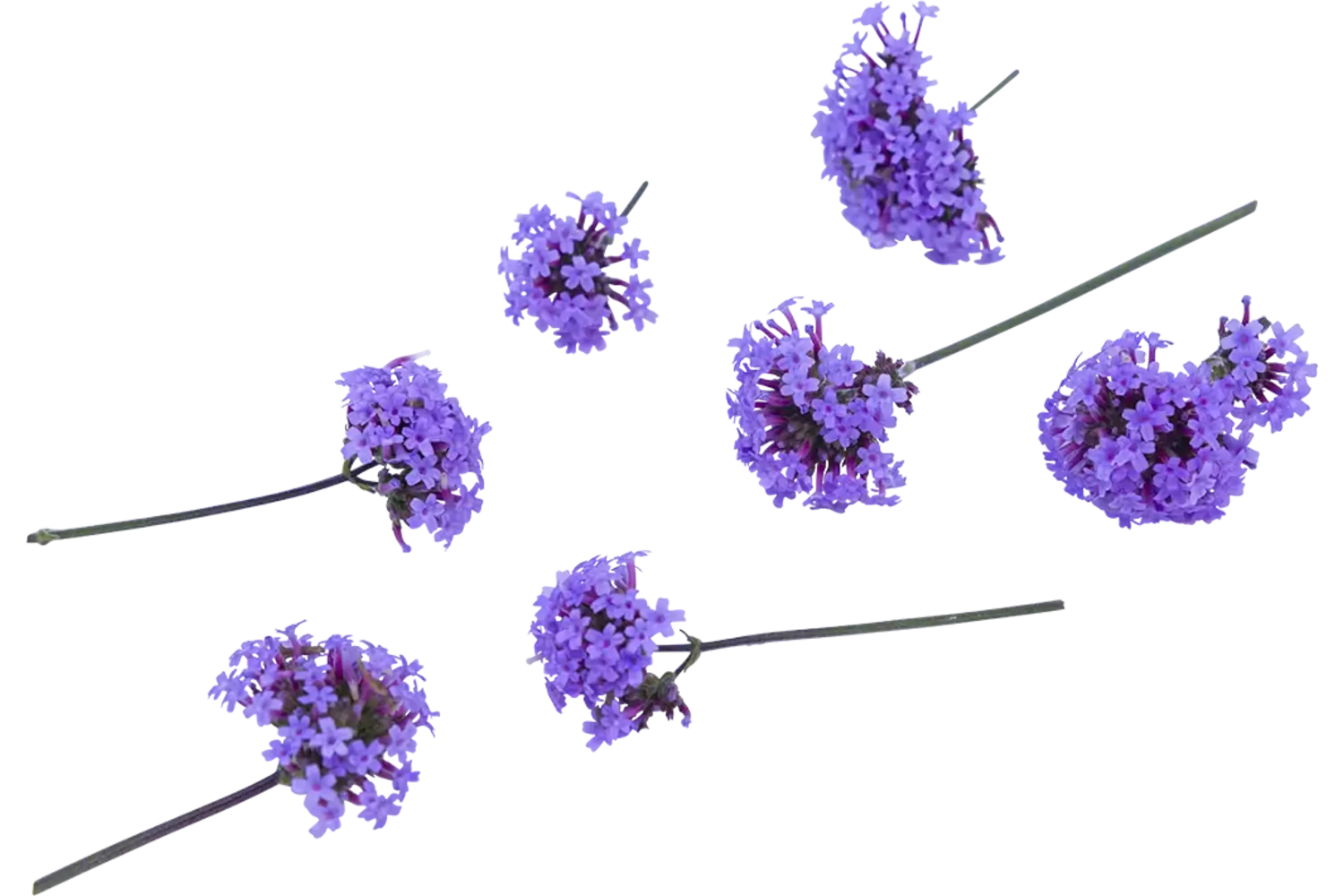 Eetbare bloem verbena 15st stuk