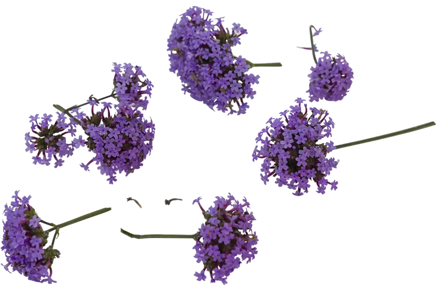 Eetbare bloem ijzerhard 8st stuk