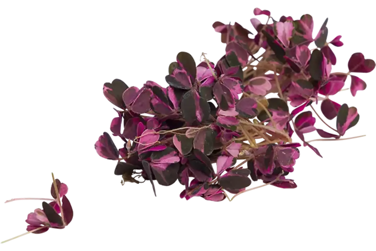 Klaverzuring roze +-- 100 st stuk