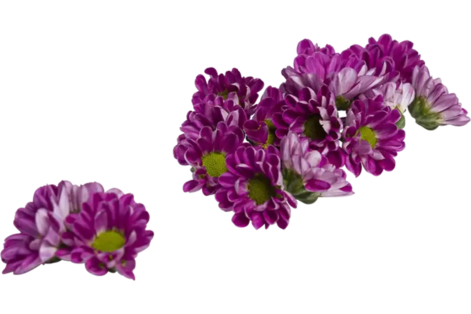 Eetbare bloem chrysant paars 20st stuk