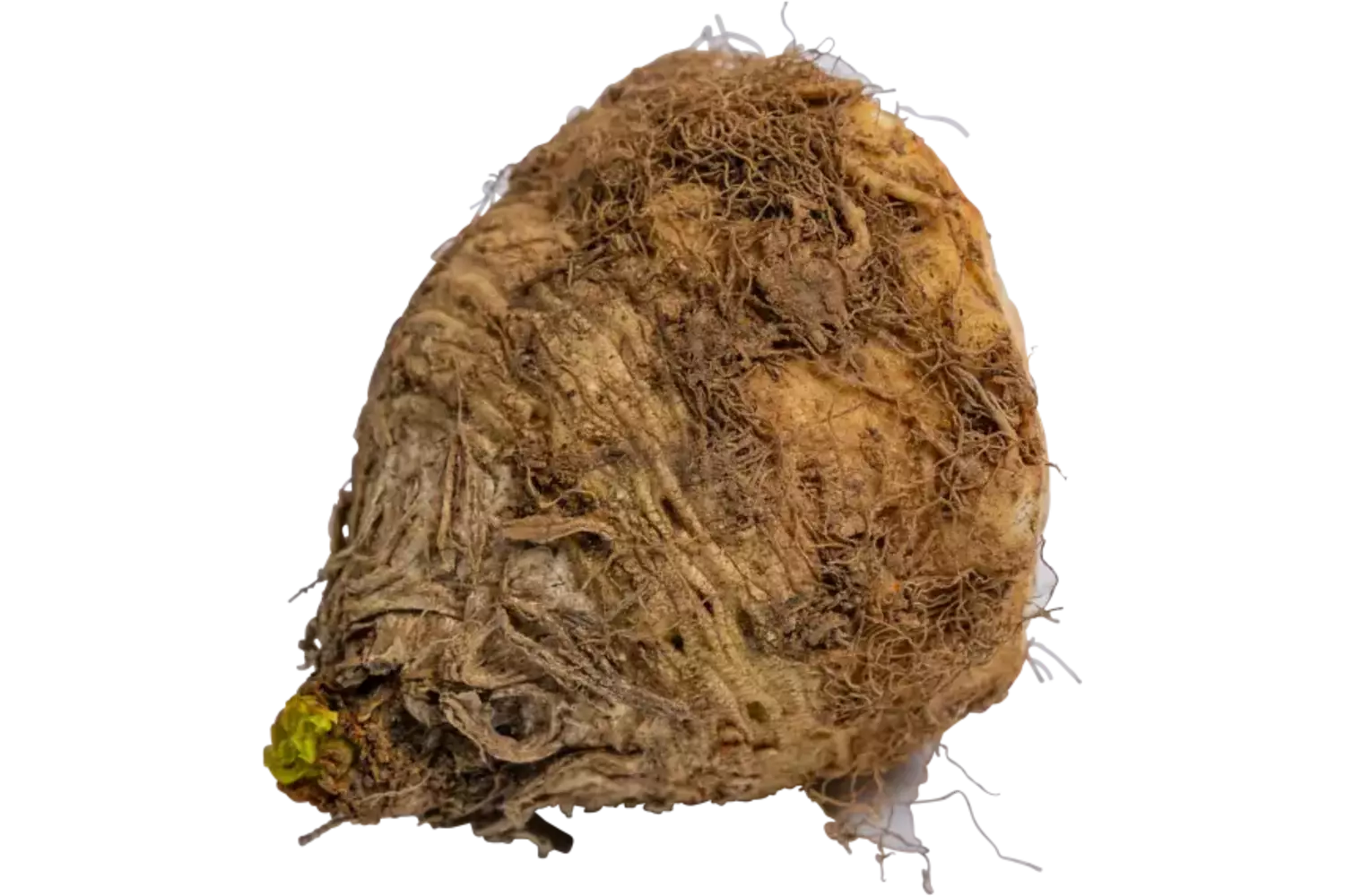 Micro knolselderij met lof stuk