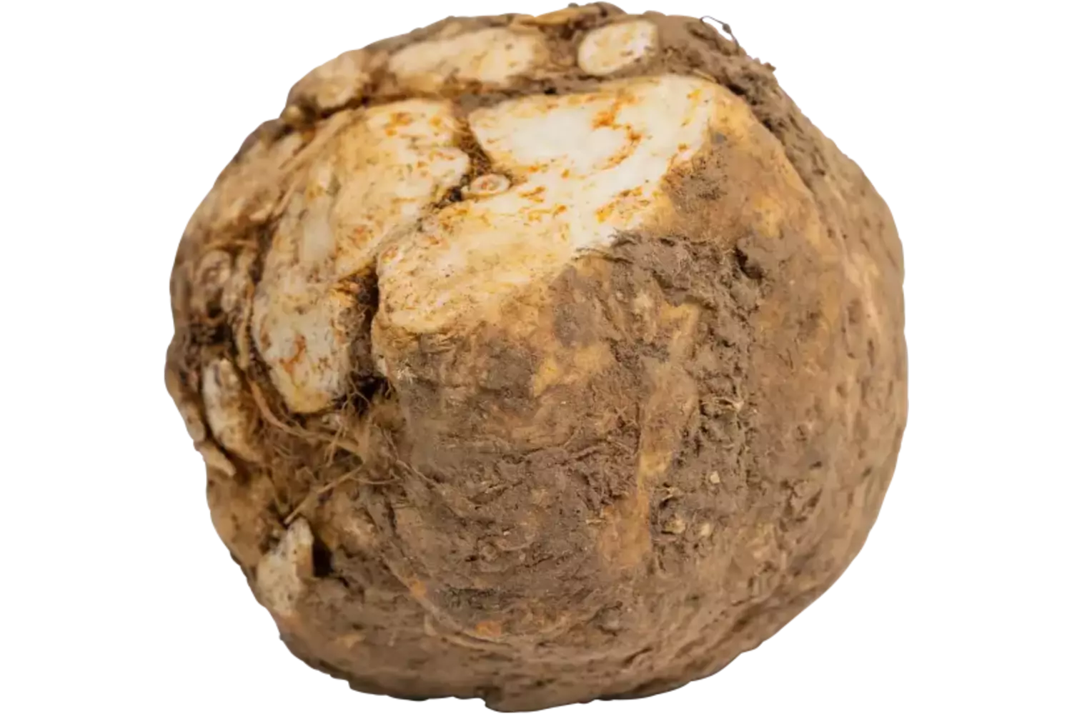 Mini knolselderij met lof stuk
