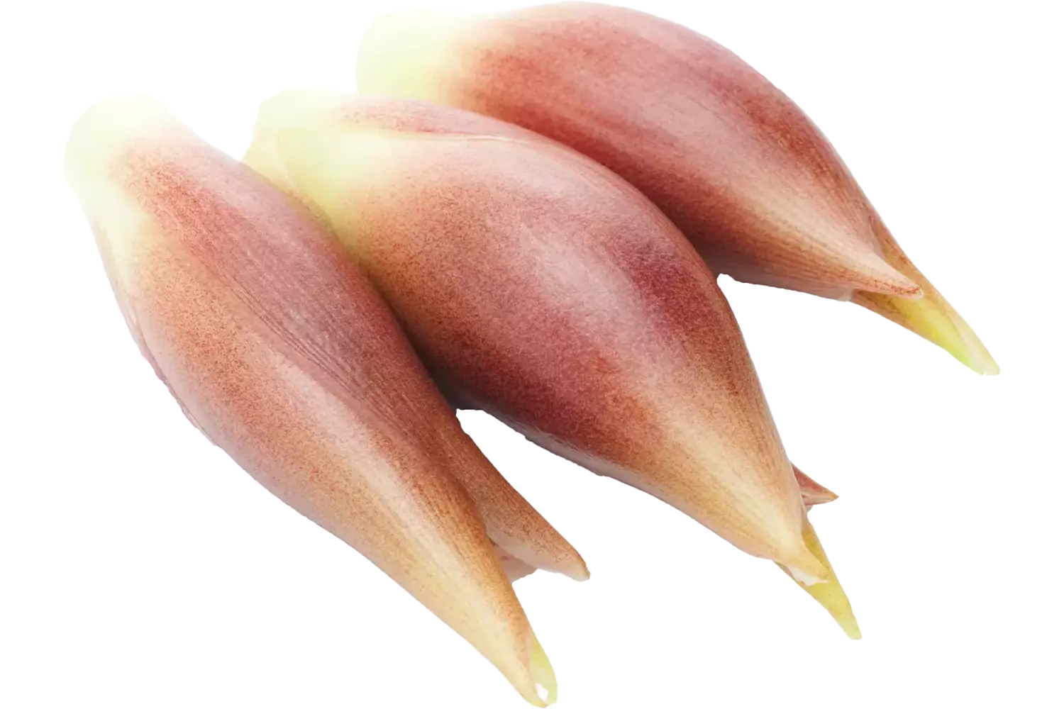 Japanse gemberbloemknop Myoga 50gr