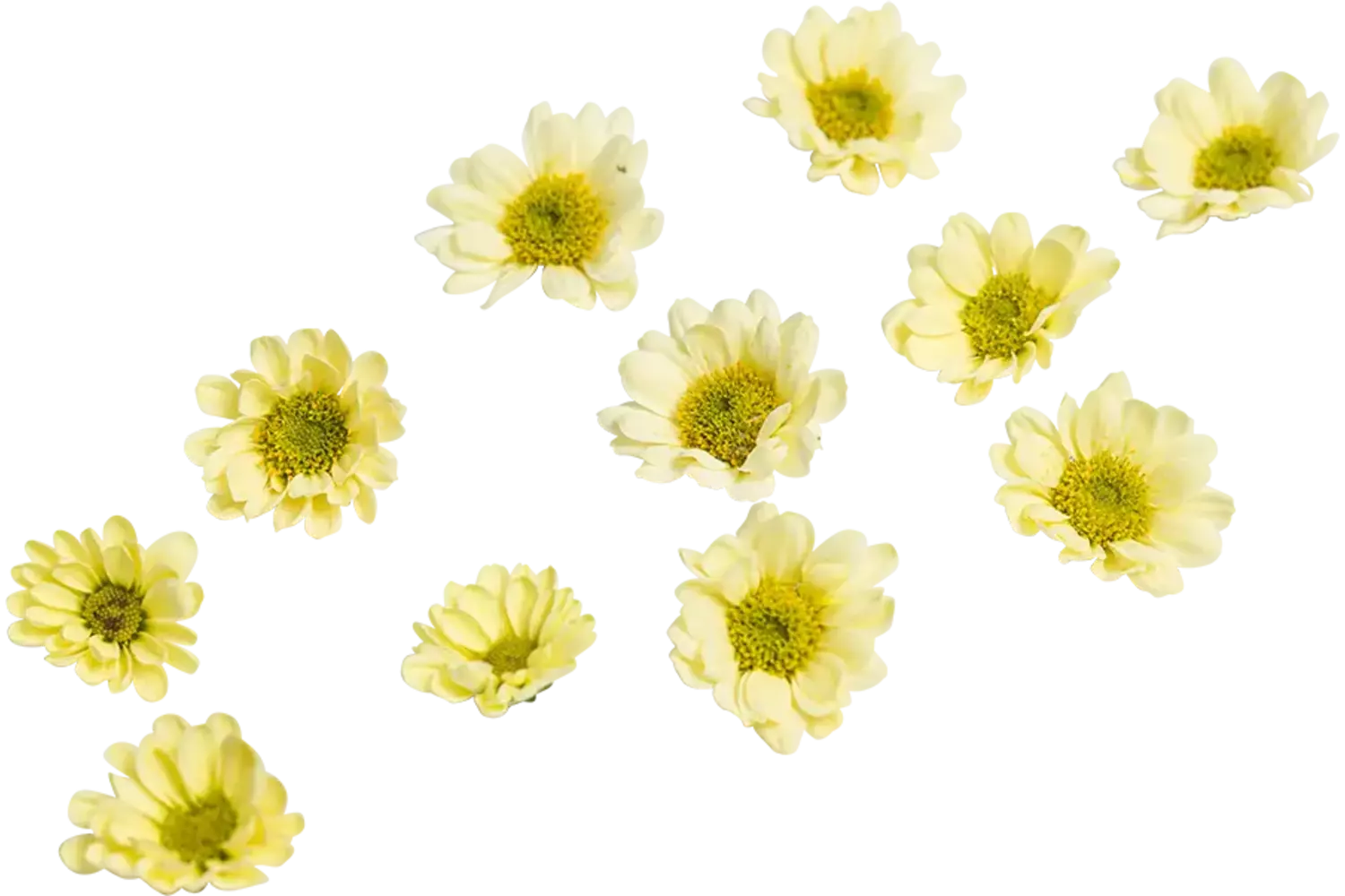Eetbare bloem chrysant geel 20st stuk