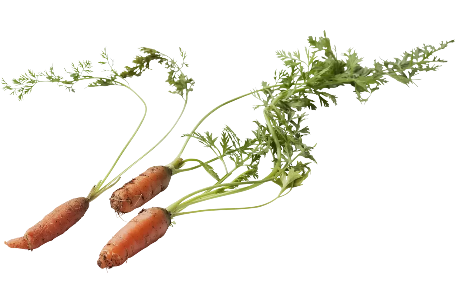 Micro carotte orange 10pc pièce