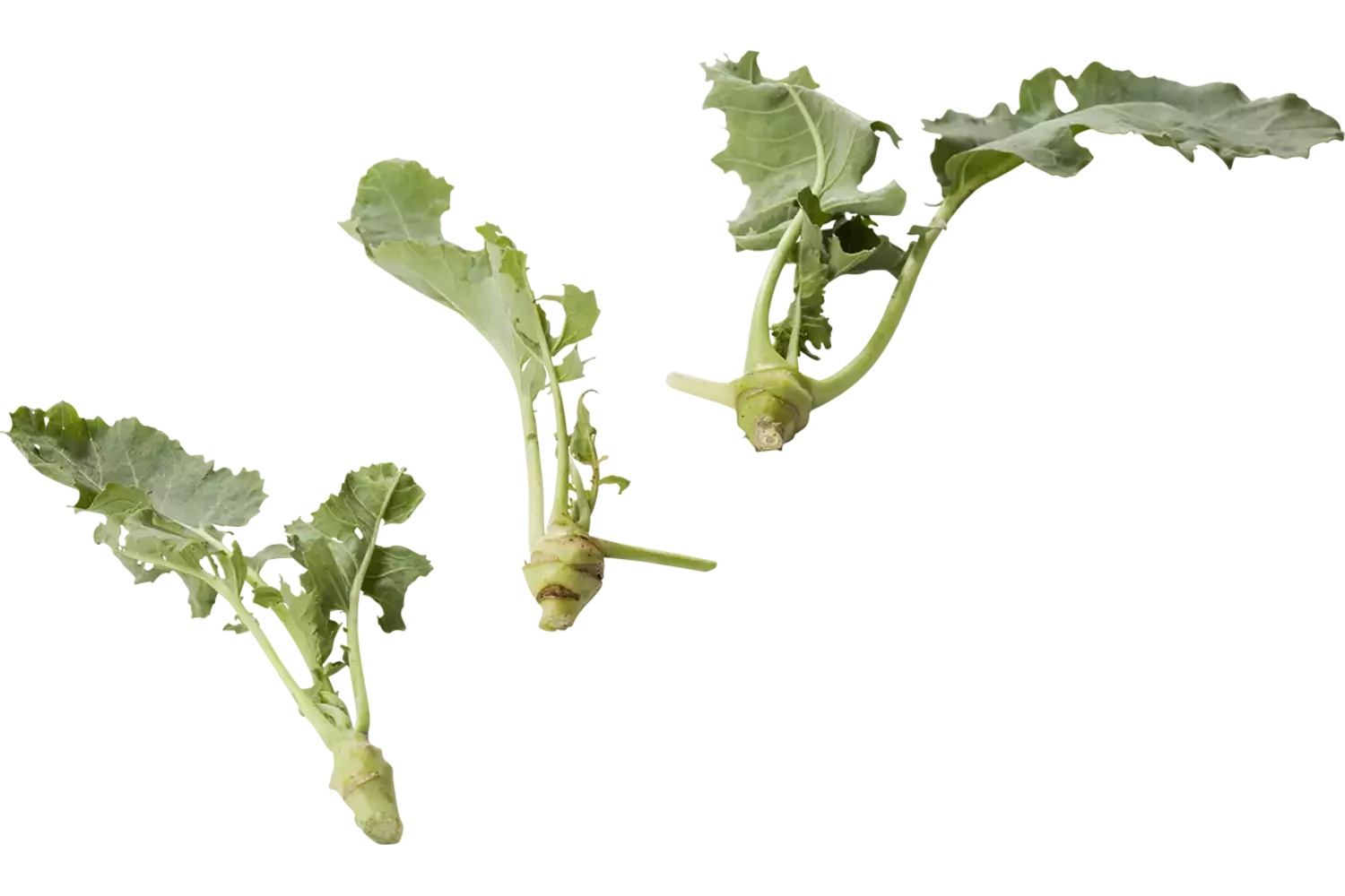 Micro white kohlrabi 10 pcs piece