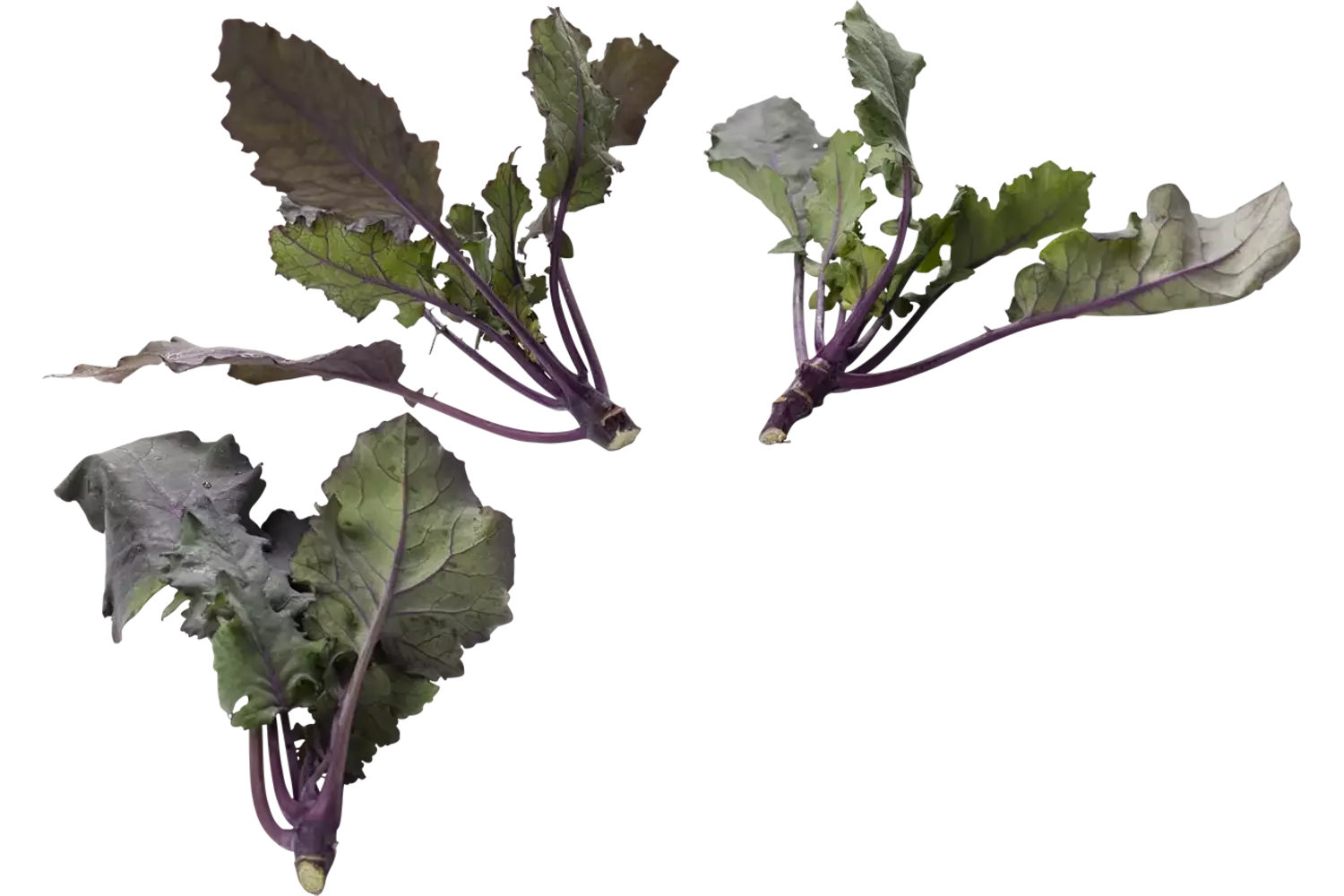 Micro koolrabi paars 10st. stuk