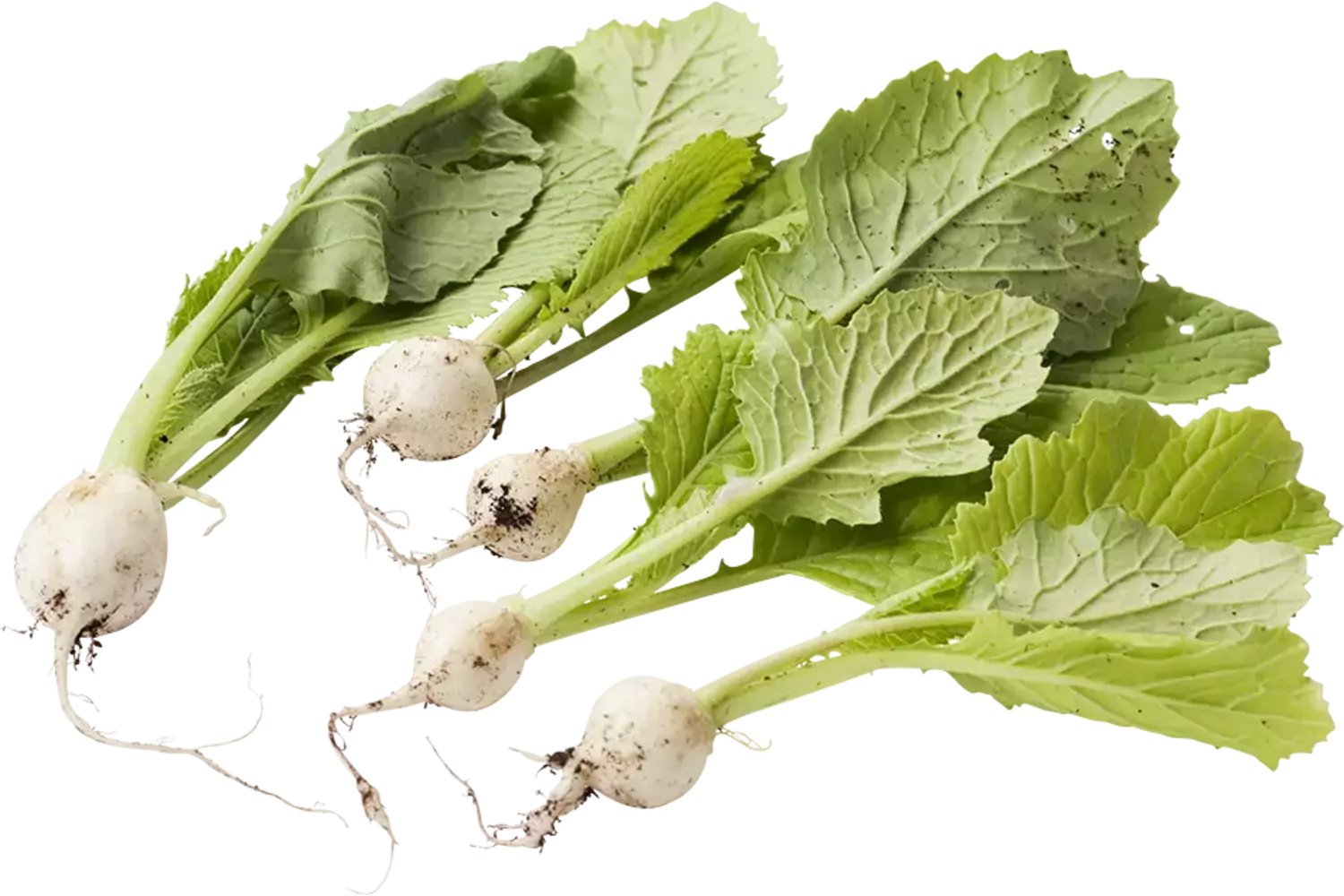 Micro turnip white 10 pcs piece