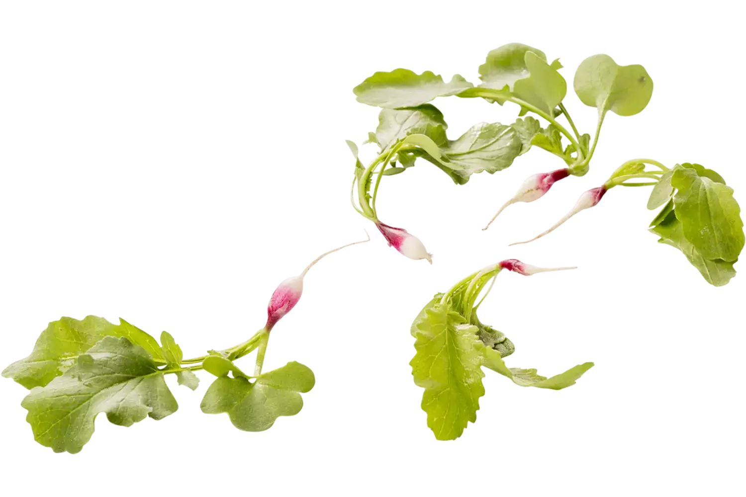 Micro radish mix piece