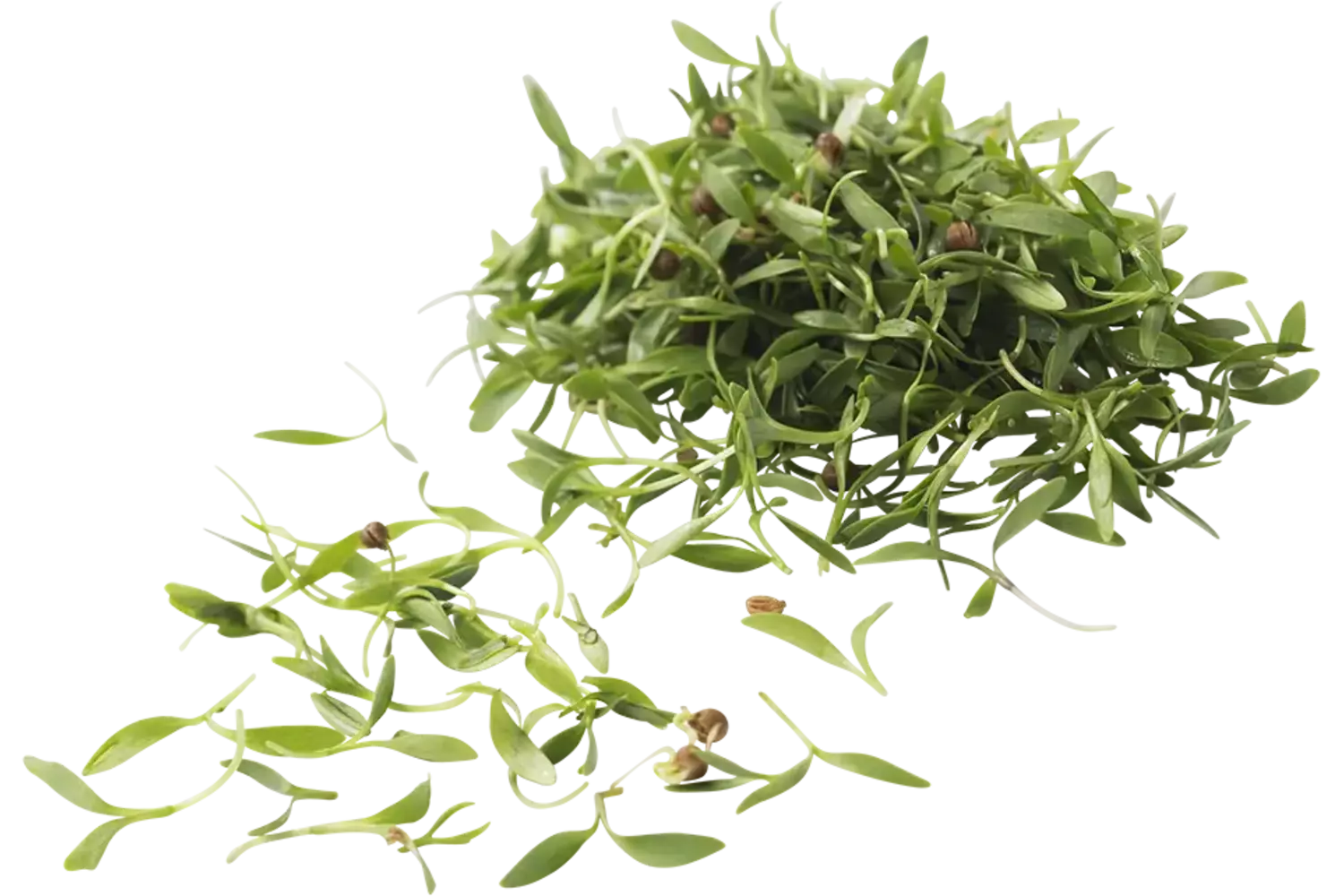 Micro coriandre 15g pièce