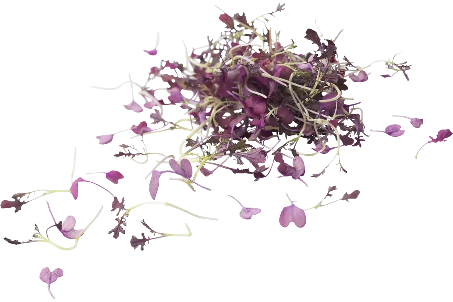 Micro red mustard piece