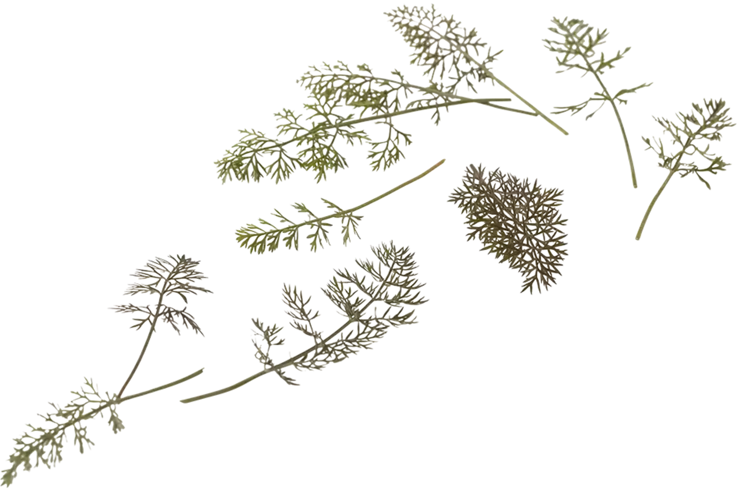 Micro bronze fennel piece