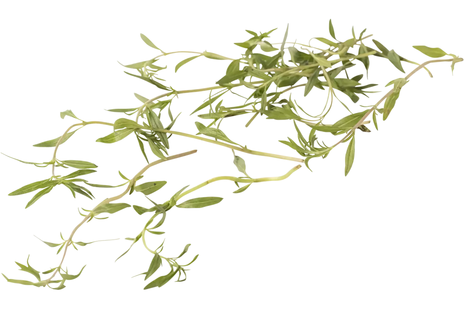 Micro satureja 50gr piece
