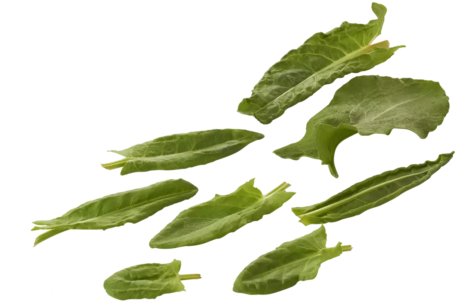 Micro épinards oseille 25g pièce